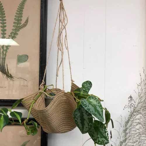 Placement DIY Pothos Hanging Basket
