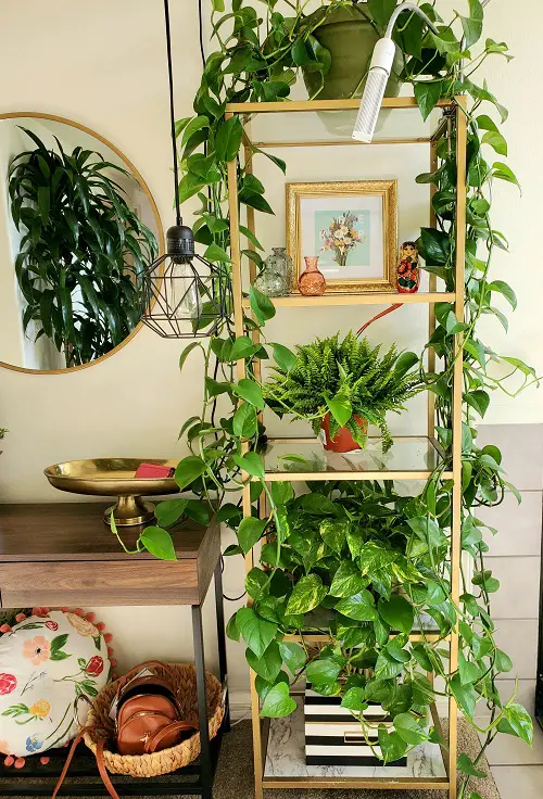 Pothos ideas On a Ladder Like Shelf