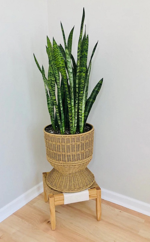 Snake Plant Weaving Planter and Stand Combo