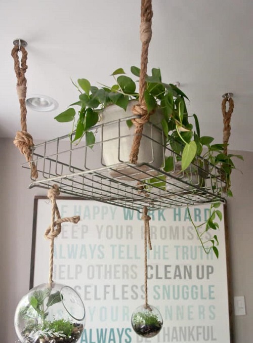 Hanging Pothos Garden with Glass Planters