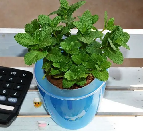 Amazing Herbs that Grow Without Sunlight in pot 45