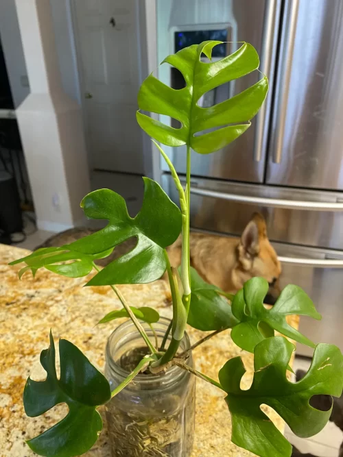 Top Monstera Varieties for Water Growing