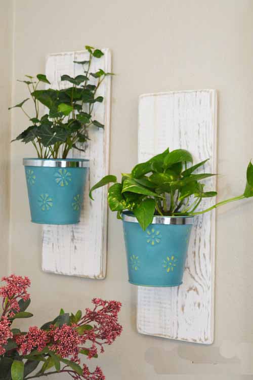 Pothos Wall Hanging Pots