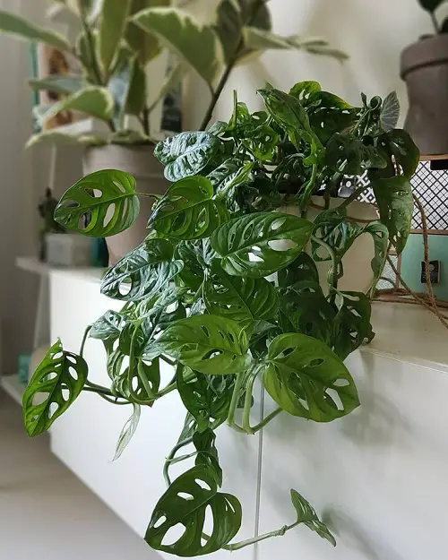 Cute Monsteras with Small Leaves