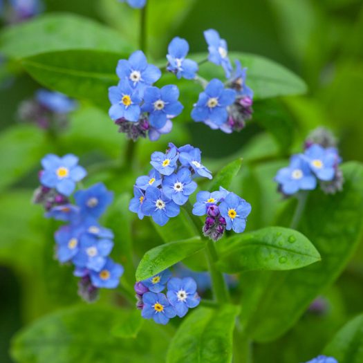 Forget-Me-Not Flower Meaning and Symbolism