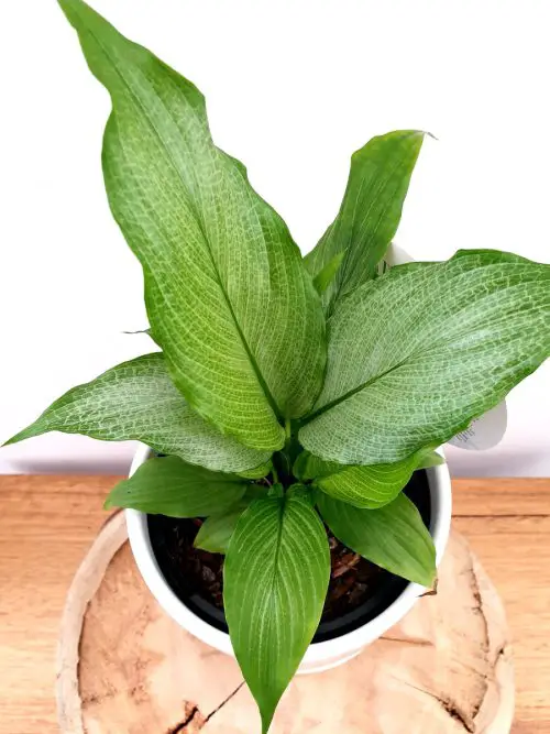 Stunning Variegated Peace Lily Varieties 9