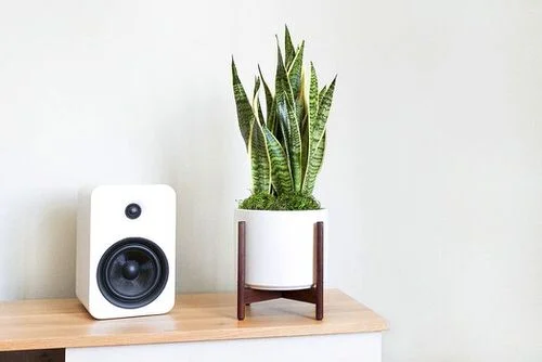 Sonic Growth Boosters: The Sound Waves Effect to sanke plant grow bigger