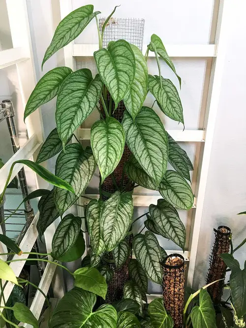 best Monsteras with Small Leaves 2