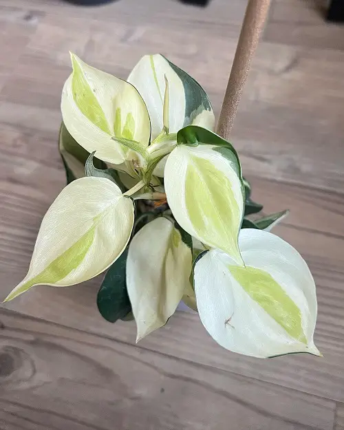 Best lovely Heart Leaf Philodendron Varieties