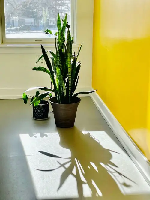 How to Make a Snake Plant Fuller and Bushier with More Leaves