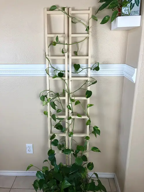 Two Compact Ladders Side by Side