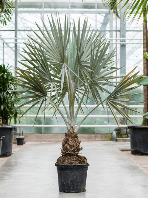 best Stunning Indoor Palms with Big Foliage and Fronds