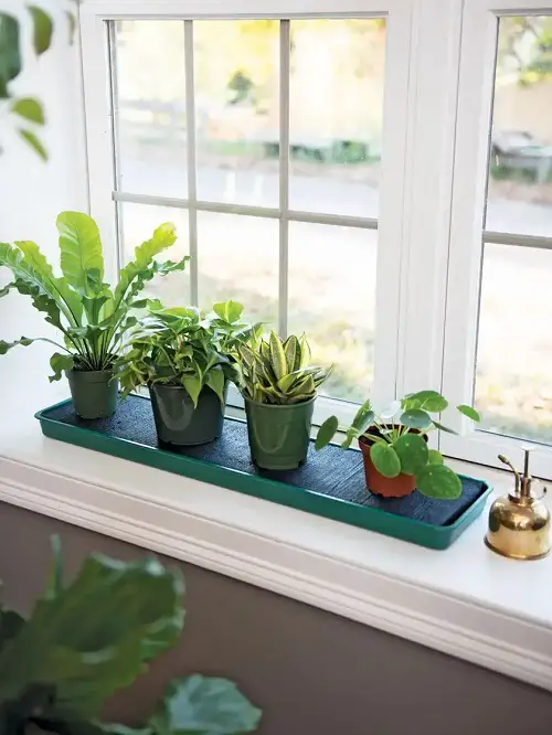  Go for Compact Pots Grow More Plants on a Windowsill