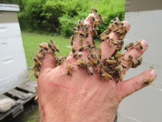 What Does It Mean When Multiple Bees Land on You