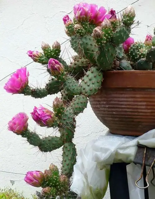Canadian Houseplants 11