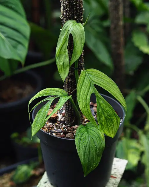 Adorable Monsteras with Tiny Leaves