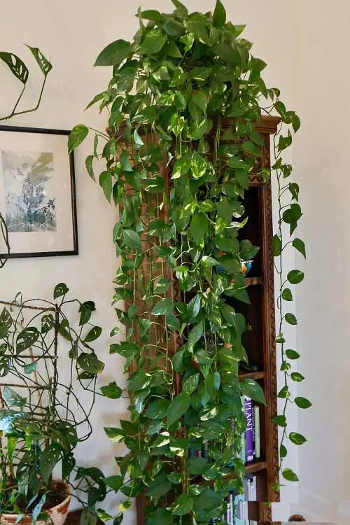 Pothos ladder Cascading Down with All Its Beauty!