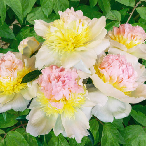 top best Optimal Types of Pink Peonies