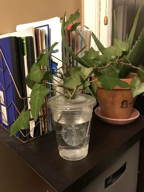 DIY Starbucks Cup Ideas for Plants 8