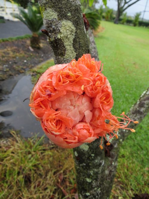 Tropical Plants With Orange Flowers in garden