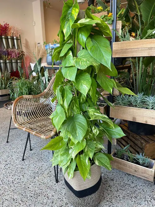 Pothos ladder ideas Climbing Over a Metal Ladder