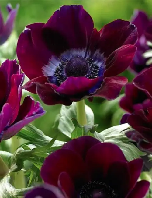 Magnificent Maroon Flowers for the Yard
