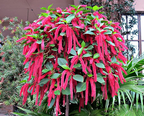 Flowers with a Cat's Tail Appearance