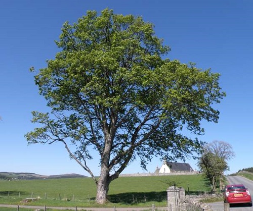 top best Smooth-gray trees