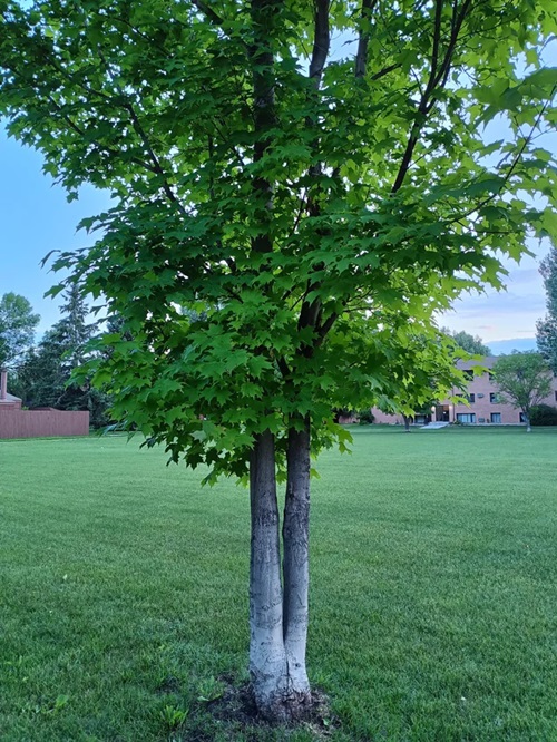 amazing Trees with a Grey, Smooth Bark