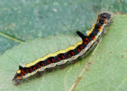 Top best Caterpillars in Orange and Black
