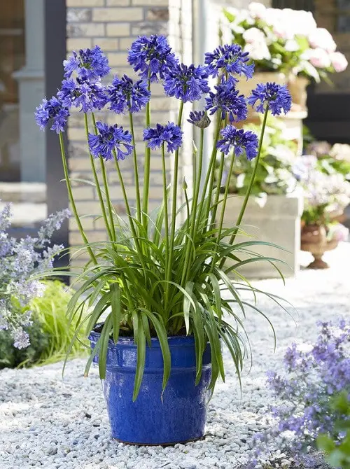 Tall Perennials