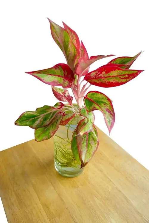 best Pink Indoor Plants to Grow in Water