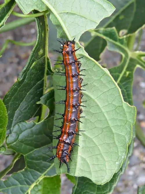 Orange and Black Caterpillars