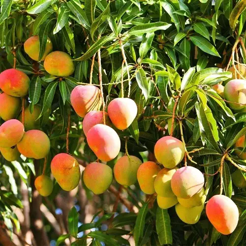 Sweetest Mango Varieties in the World