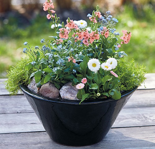 Tabletop Alpine Garden