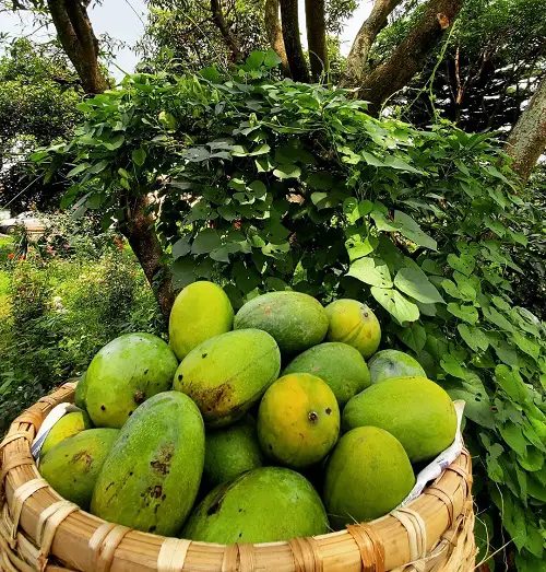 The World's Sweetest Mango Variety