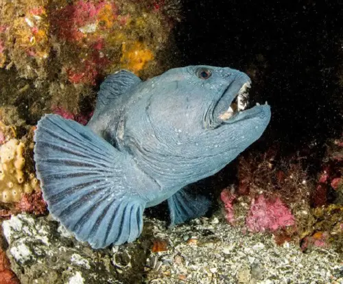 Ugliest Fishes in ocean