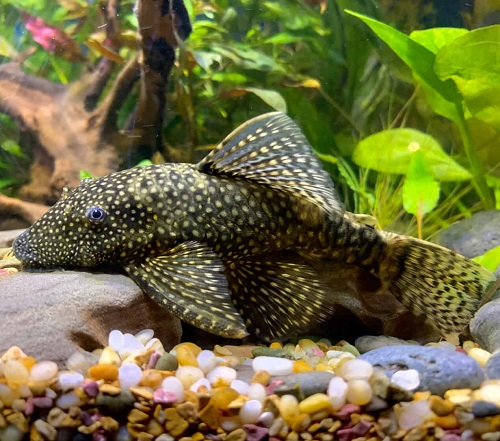 The World's Ugliest Fishes