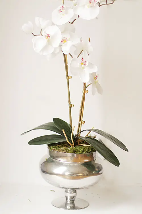 Apothecary Jar Orchid Planter