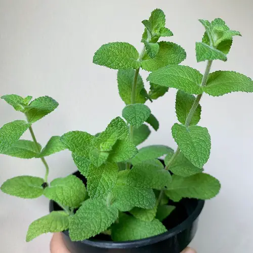 best Scented Mint Types for Herb Gardens