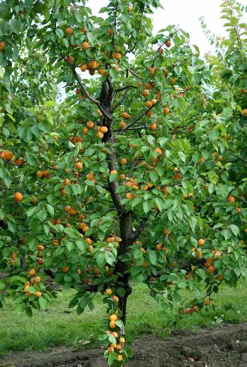 top best 7 zone Fruit Trees 9