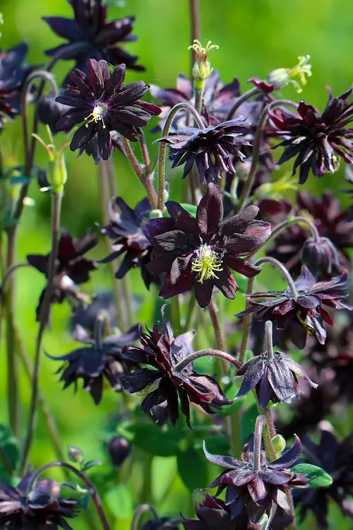 amazing Most Gothic Garden Flowers
