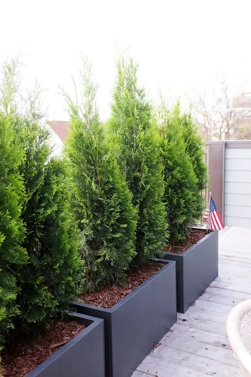 Top Tall Plants for Privacy on a Balcony