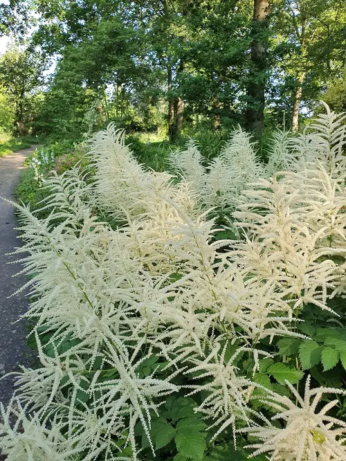 Flowers That Look Like Feathers 9