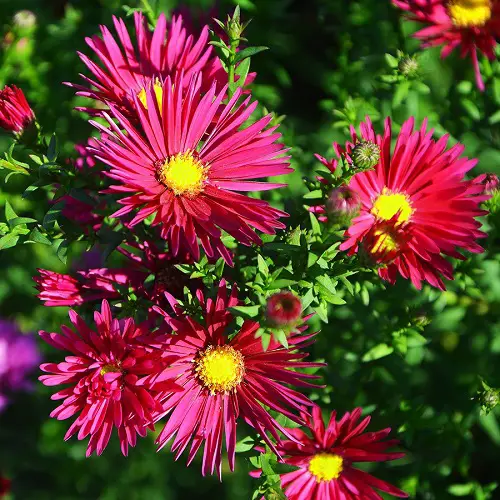 Stunning Red Flowers with a Yellow Core