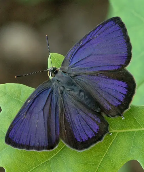 Types of Purple Butterflies