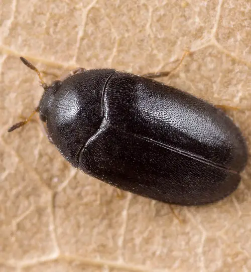 insects that Similar to Bed Bugs 