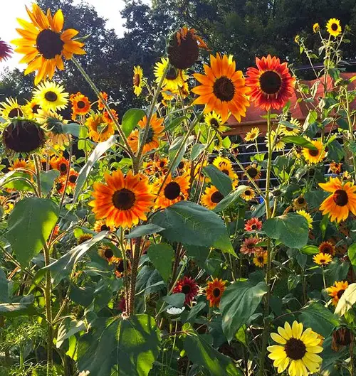 best Orange colour Sunflower