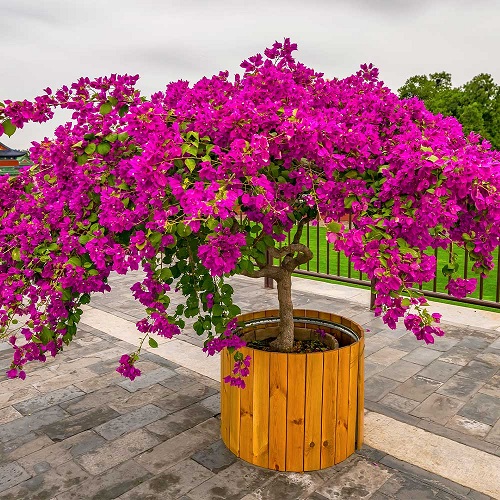 best Gorgeous Vibrant Pink Flowers