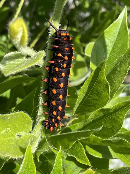 Orange and Black Caterpillars on stem